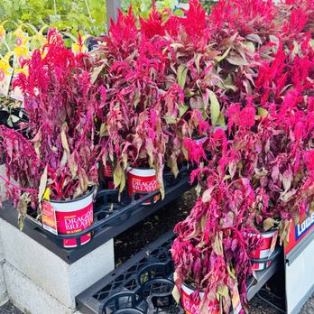 Lowe's Home Improvement - These plants are right in front of the entrance. - Hardware Stores Near Me - Milwaukie, Oregon