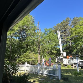 Newcomb's Tree Service LLC of Cape Cod - Tree Services Near Me - Halifax, Massachusetts Newcomb's Tree Service LLC of Cape Cod - Tree Services Near Me - Halifax, Massachusetts