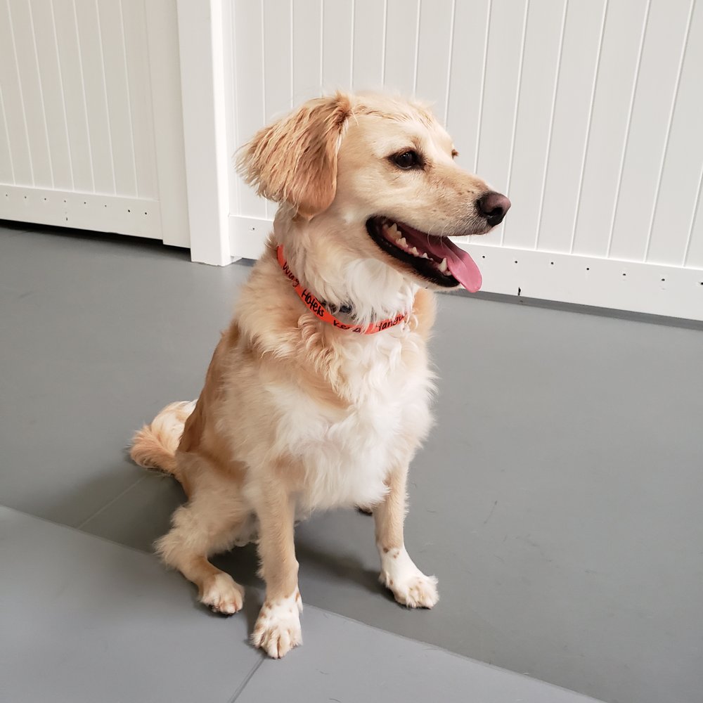 Wag Hotels - Carson - Pet Training Near Me - Carson, California Wag Hotels - Carson - Pet Training Near Me - Carson, California