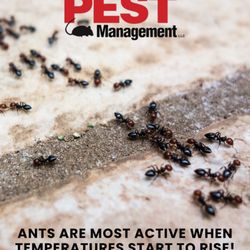 Midway Pest Management - As the weather warms up, ant colonies become more active and start foraging for food and water. You'll often see them indoors in the spring!