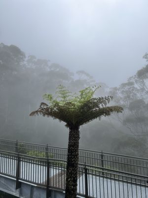 Blue Mountains National Park by null