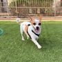 Photo of Rob Cary Pet Resort