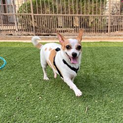 Rob Cary Pet Resort