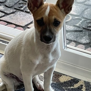 Devil Dog Training - Suki at 6 months. - Pet Training Near Me