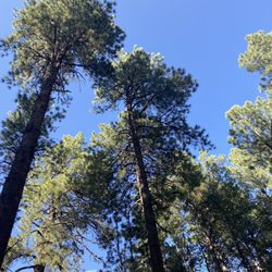 Vallecito Resort - Did I mention tall trees and that gorgeous blue sky?