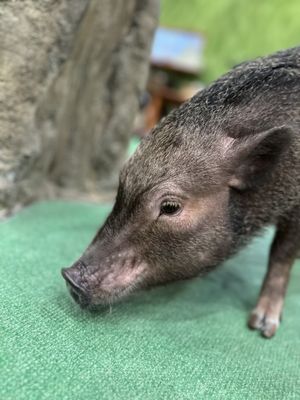 mipig cafe Harajuku by null