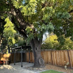 PV Tree Service - Tree removed