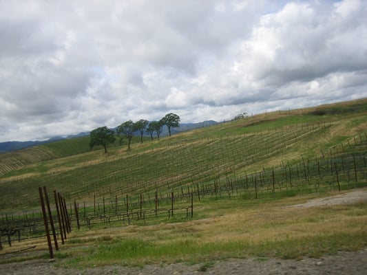 William Hill Estate Winery by null