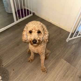 Groomit - Pet Groomers Near Me Groomit - Pet Groomers Near Me