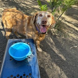 Tony Grampsas Dog Park