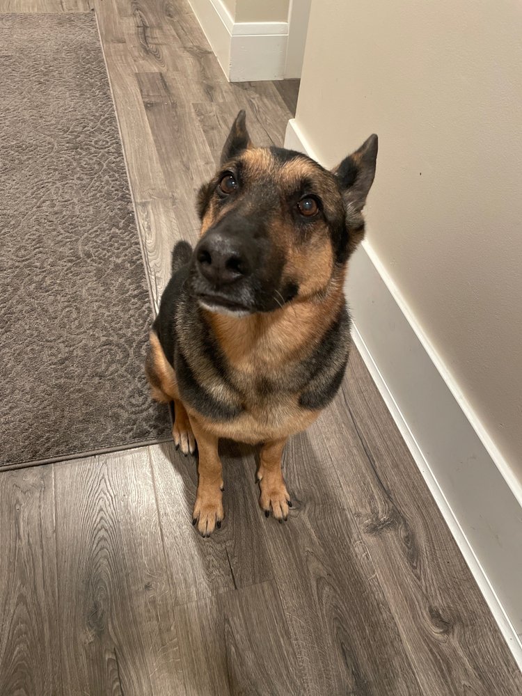 THE PINK PUPPY DOG GROOMING Updated September 2024 13 Photos & 10 Reviews 232 E Harding