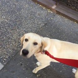 Happy Pants - Lucy strutting her stuff in the village
