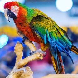 Exotic Tropical Pet World