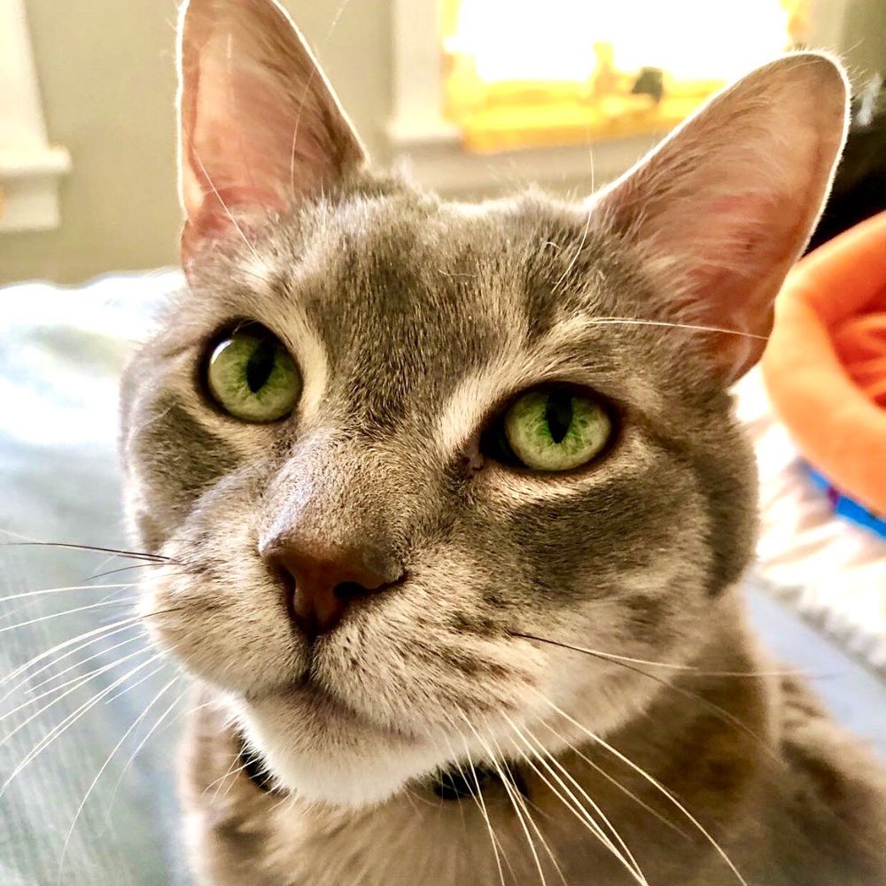 Louwman Automarket Dog Boarding Places That Board Cats Near Me TOP