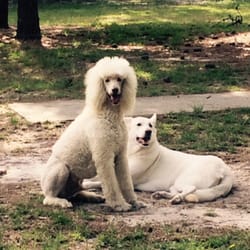 Dogs Best Friend - Draco and Sasha chill in'