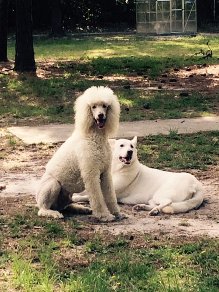 Dogs Best Friend - pet boarding facility in Columbia, SC