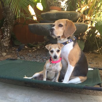 The Barking Lot - Tala aka "Struffoli" (chihuahua mix) rescued on 11/16/16 from the Barking Lot pictured with her new beagle brother, Riley James. - Animal Shelters Near Me - Ramona, California The Barking Lot - Tala aka "Struffoli" (chihuahua mix) rescued on 11/16/16 from the Barking Lot pictured with her new beagle brother, Riley James. - Animal Shelters Near Me - Ramona, California