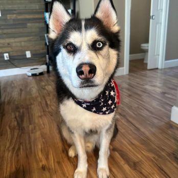 Ash & Paws Mobile Nail Trims - Husky that got it's nails trimmed by ash & paws - Pet Groomers Near Me