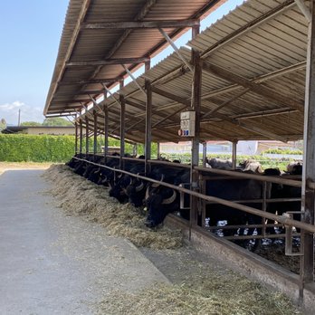 Barlotti - The Buffalo! - Gelato Near Me - Capaccio Paestum, SA