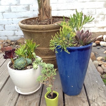 Exotic Gardens - Some of my arrangements (pottery was purchased elsewhere). - Nurseries & Gardening Near Me - El Cajon, California