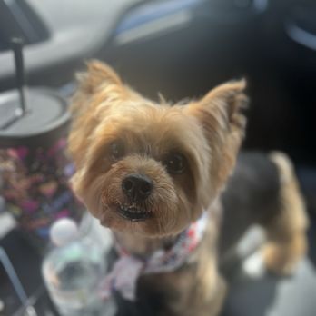 Lucky Paws Grooming & Boarding - Pet Groomers Near Me - Helotes, Texas Lucky Paws Grooming & Boarding - Pet Groomers Near Me - Helotes, Texas