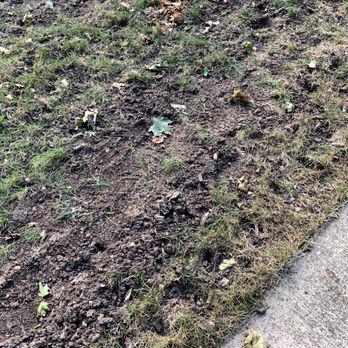 Weed Man - a patch of grass in the middle of a sidewalk - Pest Control Near Me - East Dundee, Illinois