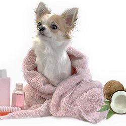 Pitty Paws Pet Care - basic grooming