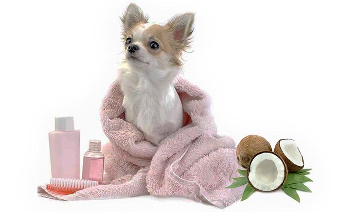 Pitty Paws Pet Care - pet boarding facility in Newark, NJ