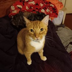 Soft Touch Pet Sitting