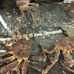 OM Seafood Company - Live Alaskan King Crab