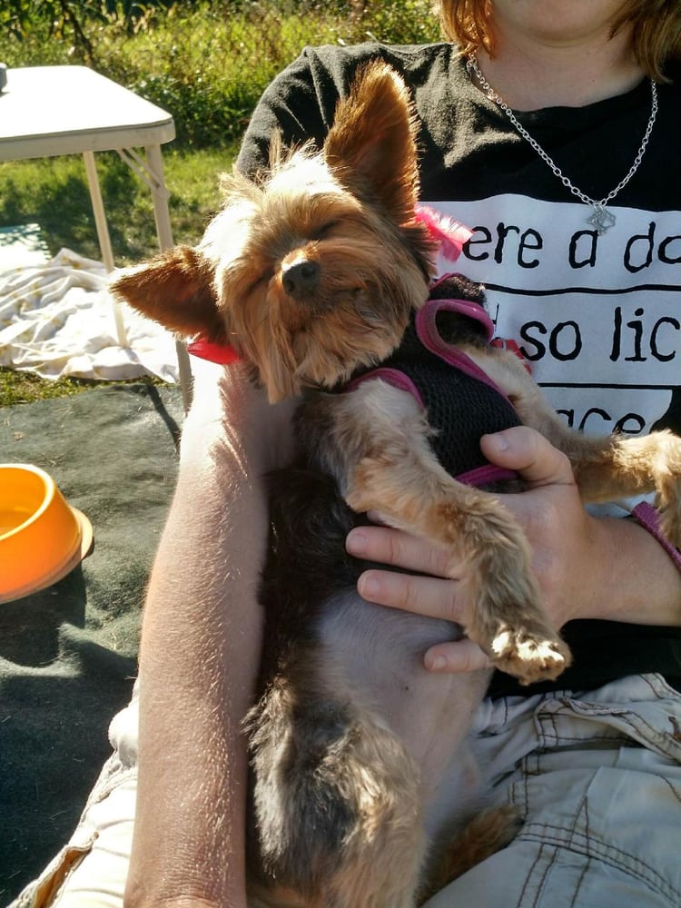 LOPEARS POOCHIE PLAYGROUND 52 Photos Pet Groomers 5406 W