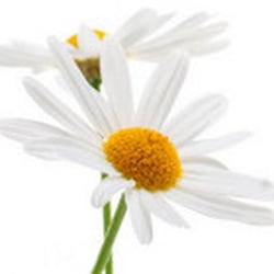 Daisies & Caramel - Your favourite gift shop!