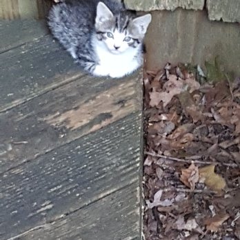 Gloucester County Animal Shelter - 3rd kitten murdered - Animal Shelters Near Me - Clayton, New Jersey Gloucester County Animal Shelter - 3rd kitten murdered - Animal Shelters Near Me - Clayton, New Jersey