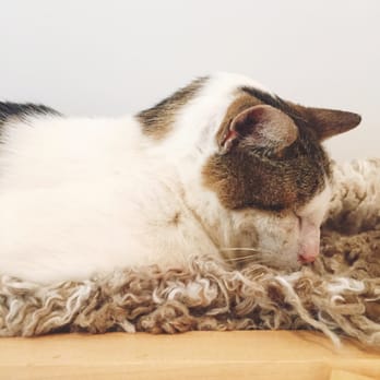 KitTea - Pet Adoption Near Me - San Francisco, California