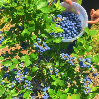 Homestead Farm - Fruits & Veggies Near Me - Poolesville, Maryland