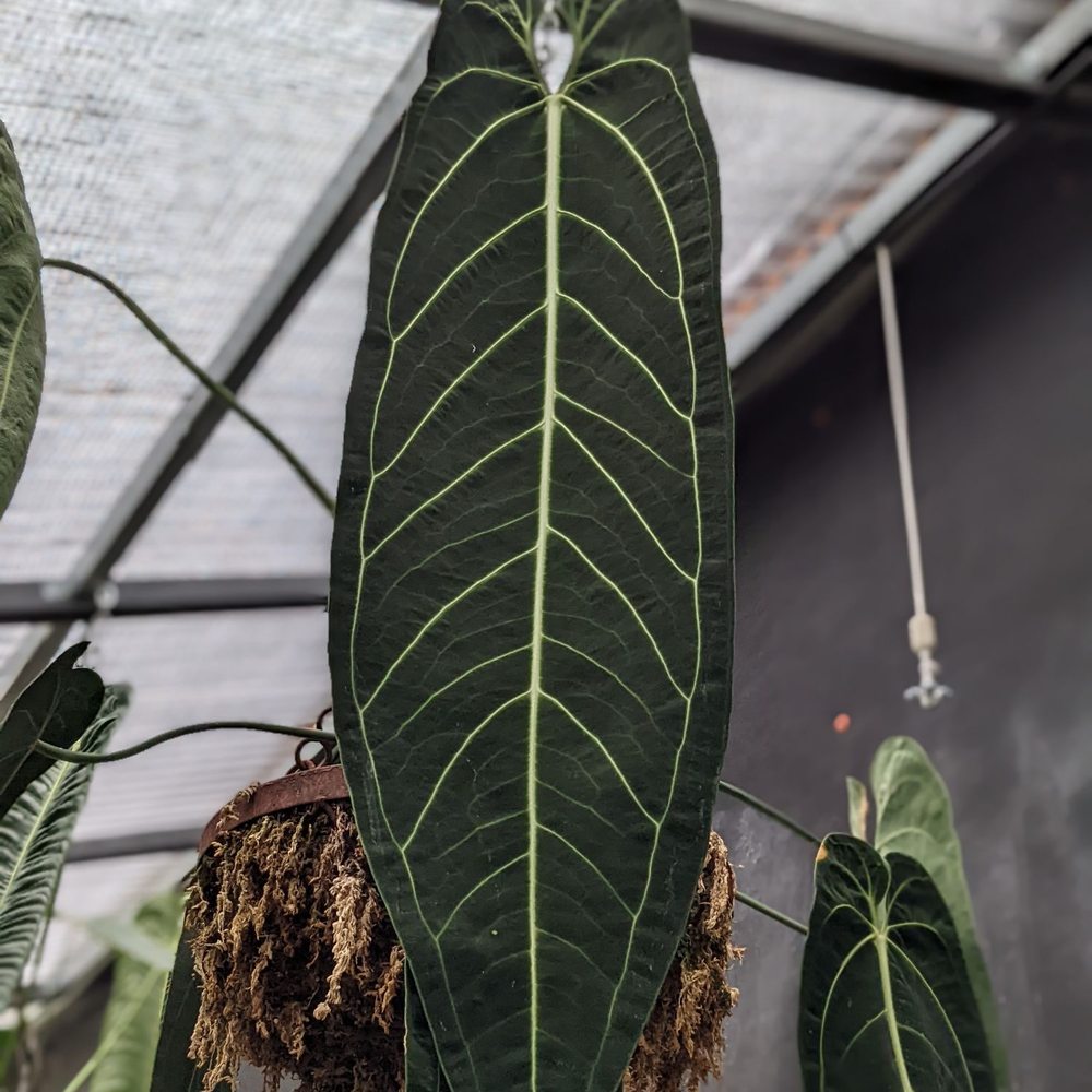 Wild Roots Nursery - Philodendron Melanochrysum - Nurseries & Gardening Near Me - New Braunfels, Texas Wild Roots Nursery - Philodendron Melanochrysum - Nurseries & Gardening Near Me - New Braunfels, Texas