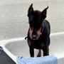 Photo of The Dog Wash
