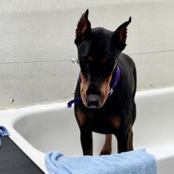 The Dog Wash - Rosie at the "spa"