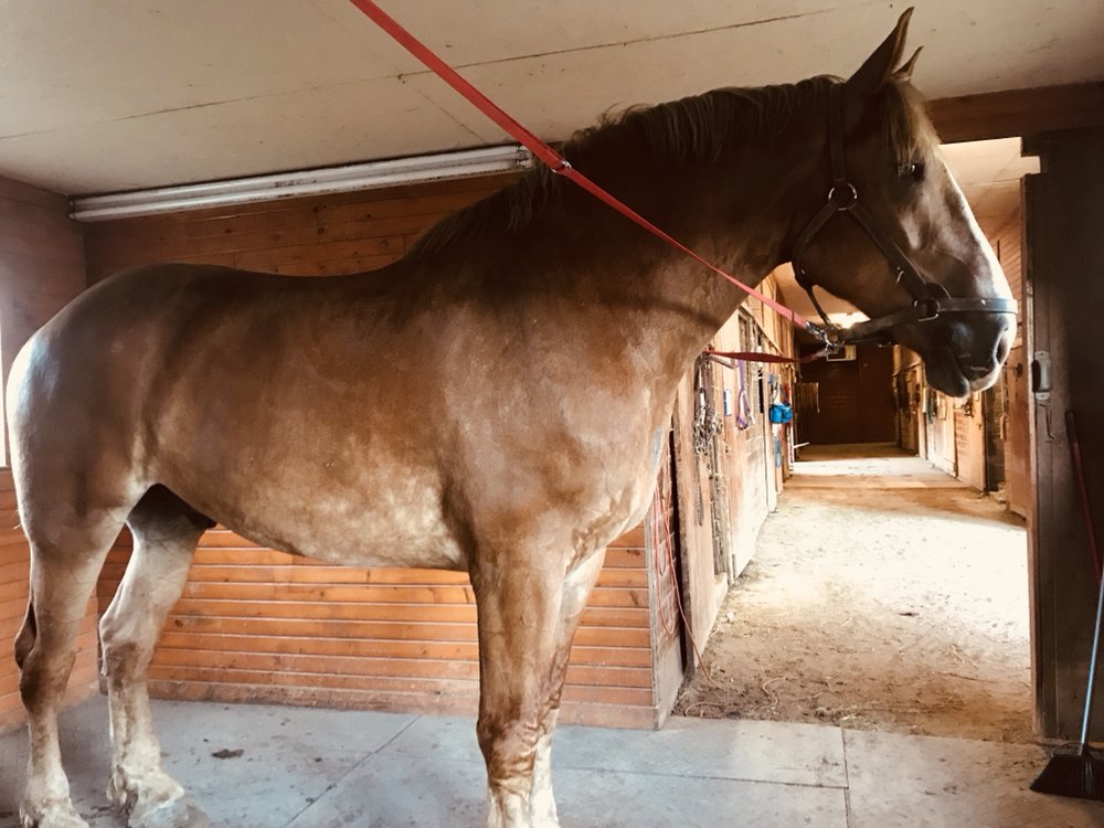 Elan Equine - equestrian in Wellington, OH