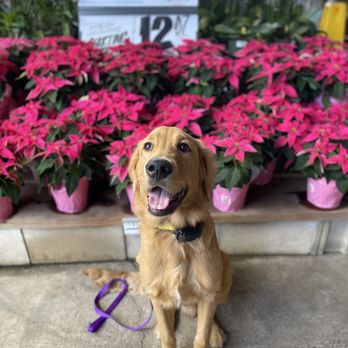 Island Dog Obedience - Pet Training Near Me - Honolulu, Hawaii Island Dog Obedience - Pet Training Near Me - Honolulu, Hawaii