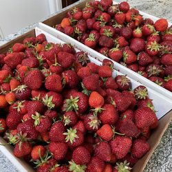 Buell's Orchard - Great day for strawberry picking!!!