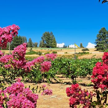 Lava Cap Winery - Beautiful flowers and vineyard - Wineries Near Me - Placerville, California Lava Cap Winery - Beautiful flowers and vineyard - Wineries Near Me - Placerville, California