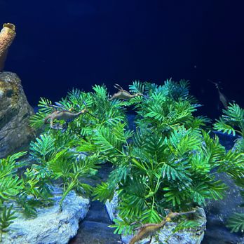 Birch Aquarium - Aquariums Near Me - La Jolla, California