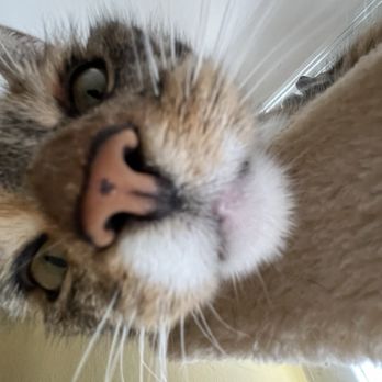 KitTea - Pet Adoption Near Me - San Francisco, California
