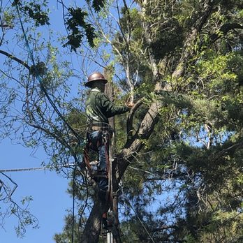 Urban Tree Care - Tree Services Near Me Urban Tree Care - Tree Services Near Me