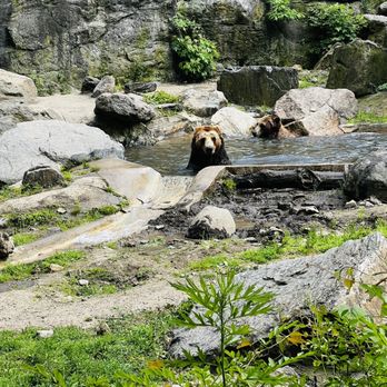 Bronx Zoo - the Bears - Zoos Near Me - Bronx, New York Bronx Zoo - the Bears - Zoos Near Me - Bronx, New York