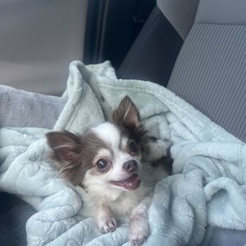 Healthy Pet - Lily loves Healthy Pet! - Pet Stores Near Me - Austin, Texas Healthy Pet - Lily loves Healthy Pet! - Pet Stores Near Me - Austin, Texas