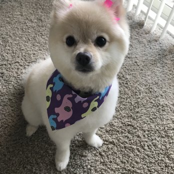 Mutt Cutts Dog Spa - Pet Groomers Near Me - Chino, California Mutt Cutts Dog Spa - Pet Groomers Near Me - Chino, California
