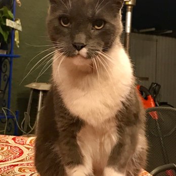 Dr Marchi - Pet Euthanasia at Home - My Shadow - Veterinarians Near Me - Long Beach, California
