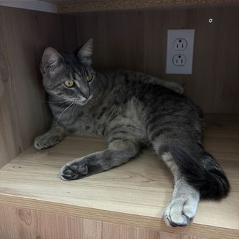 UrgentPaws - Emergency Pet Hospital Near Me - Duarte, California UrgentPaws - Emergency Pet Hospital Near Me - Duarte, California